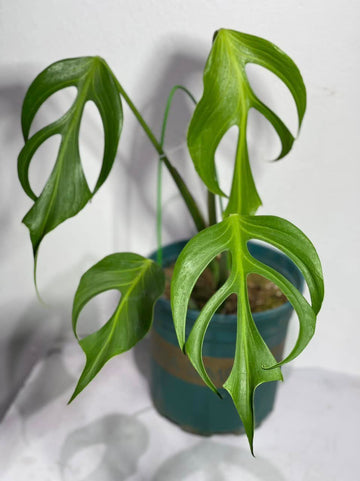 몬스테라 벌레 마크스 플레임 (Monstera Burle Marx Flame)