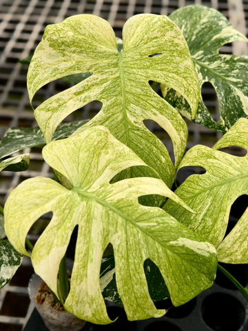 몬스테라 델리시오사 스핑크스 민트 조직배양 - 재배자 선택 품종 (Monstera Deliciosa Sphinx Mint)