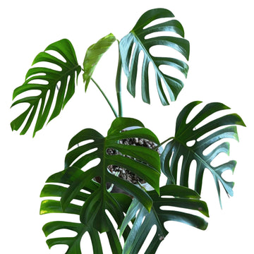 Tissue Cultured Monstera Sierrana - Grower's Choice