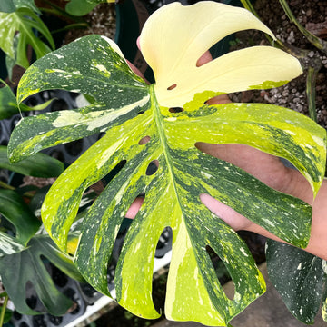 몬스테라 타이 컨스텔레이션 고무늬 (Monstera Thai Constellation High Variegated)