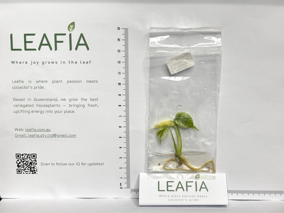 Monstera Deliciosa 화이트 몬스터 (Monstera Deliciosa White Monster)