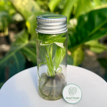 Monstera Borsigiana Albo