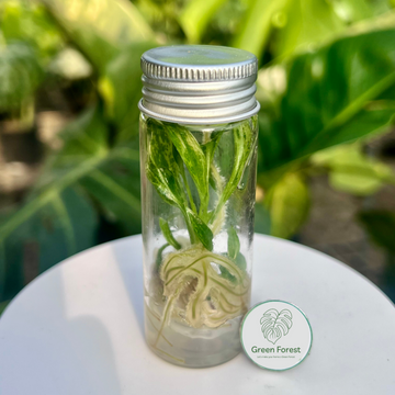 Philodendron Lime Fiddle