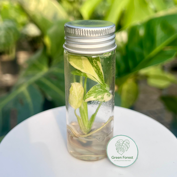 Monstera Thai Constellation Premium