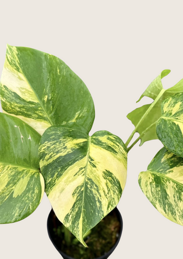 몬스테라 보르시지아나 아우레아 (Monstera Borsigana Aurea)