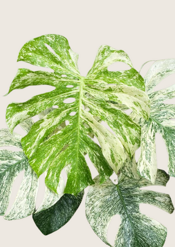 Monstera Deliciosa 화이트 몬스터 (Monstera Deliciosa White Monster)