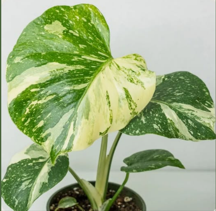 Monstera Thai Constellation Premium