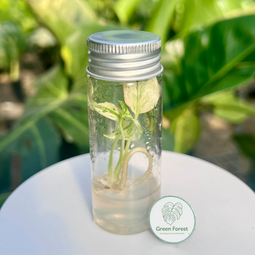 Monstera Deliciosa White Monster