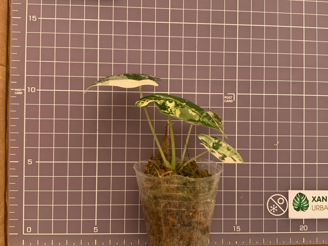 Alocasia Frydek Variegated