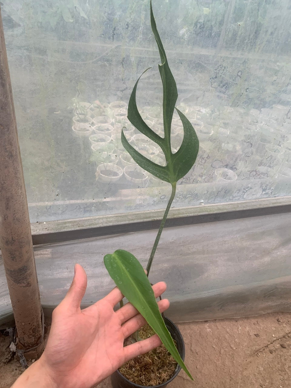 Monstera Burle Marx Flame