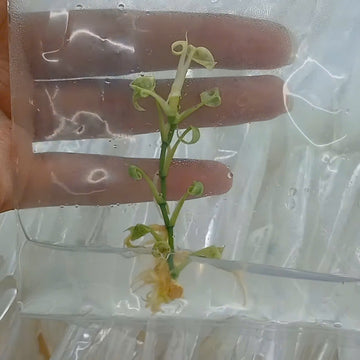 Epipremnum Giganteum Variegated