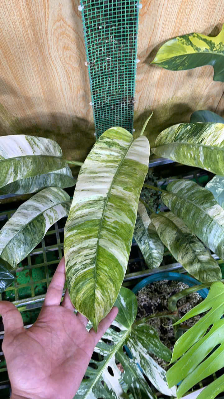 Epipremnum Giganteum Variegated