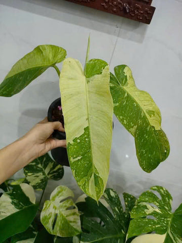 Philodendron Jose Bouno Var