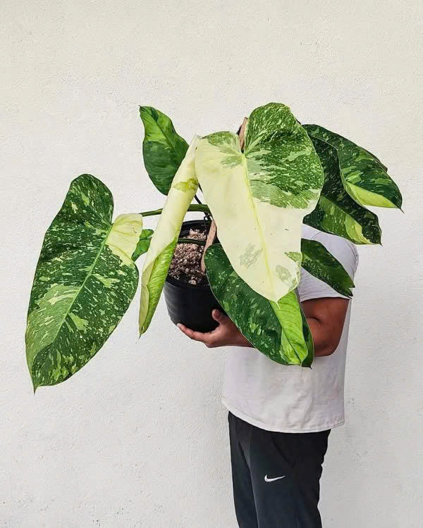 Philodendron Jose Bouno Var