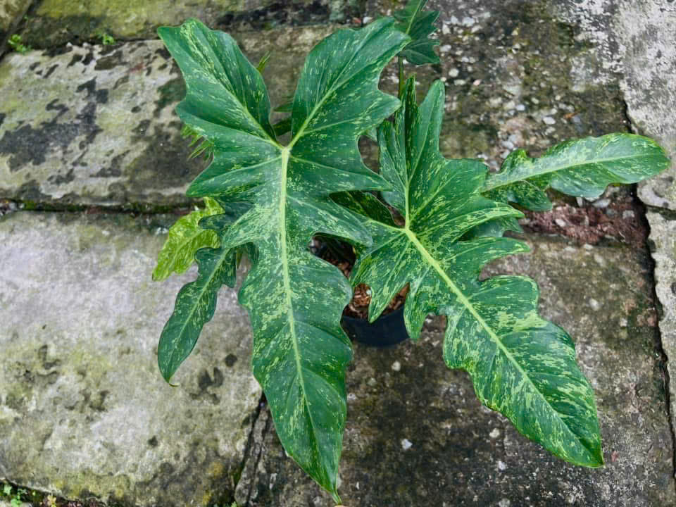 Philodendron Lime Fiddle